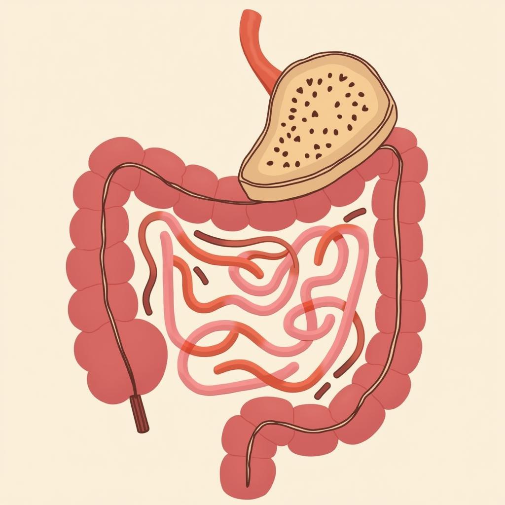 Coeliac Disease Mechanism