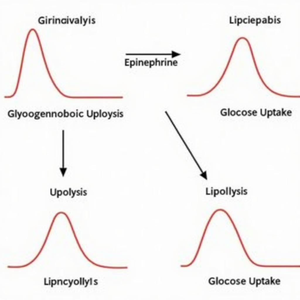 Illustration of Epinephrine's Metabolic Effects