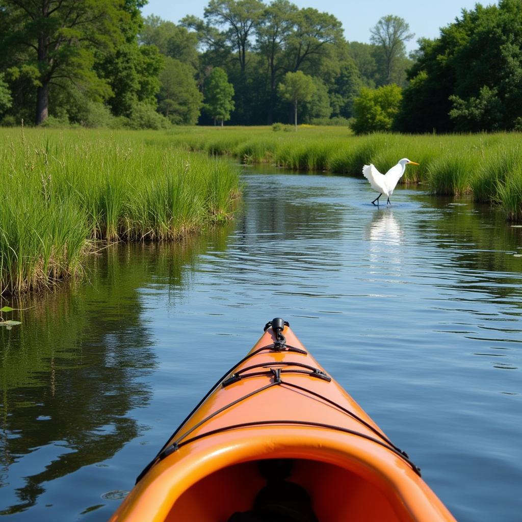 Exploring Great Bay Wildlife by Kayak