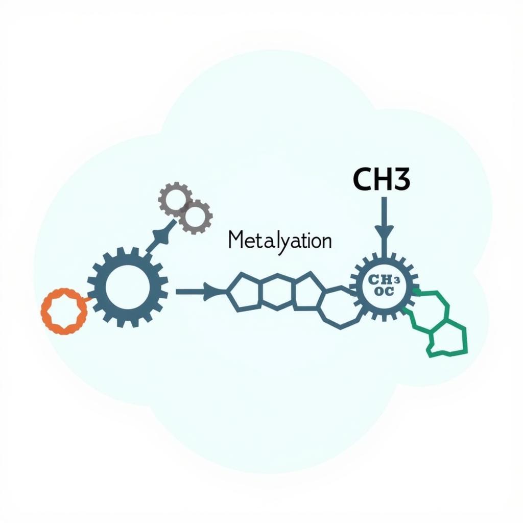 Illustration of the methylation process