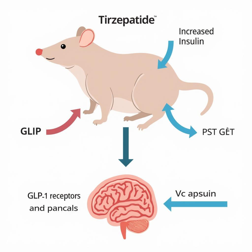 Tirzepatide Mechanism of Action