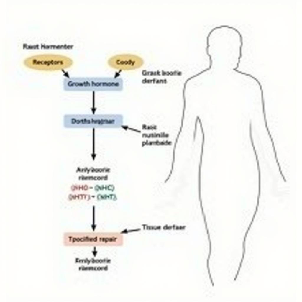 Elite Research Peptides Mechanism of Action