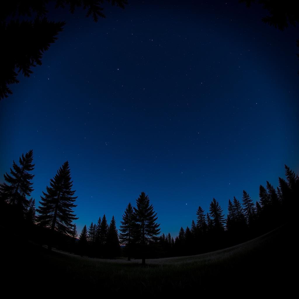 Research Forest, The Woodlands, TX Night Sky