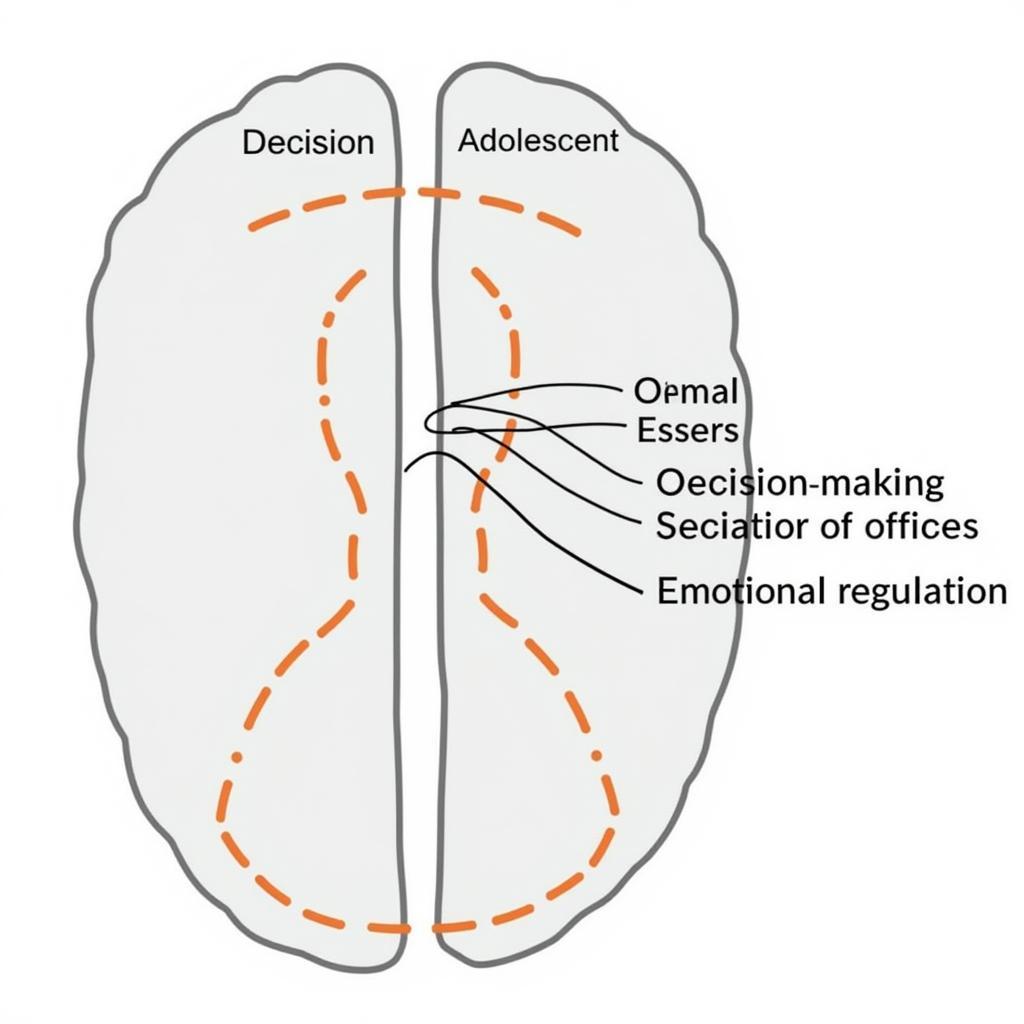 Brain Development During Adolescence