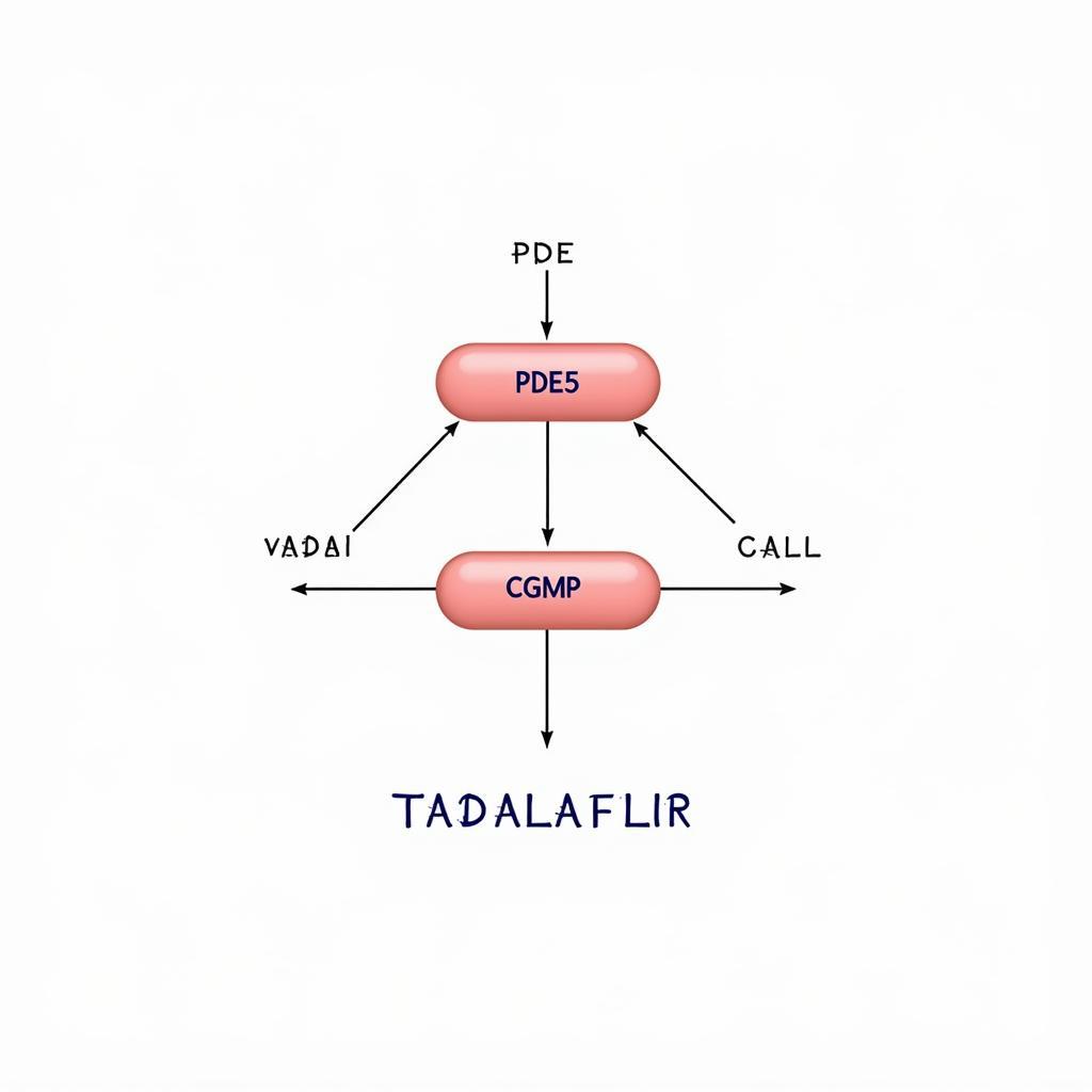 Tadalafil Mechanism of Action